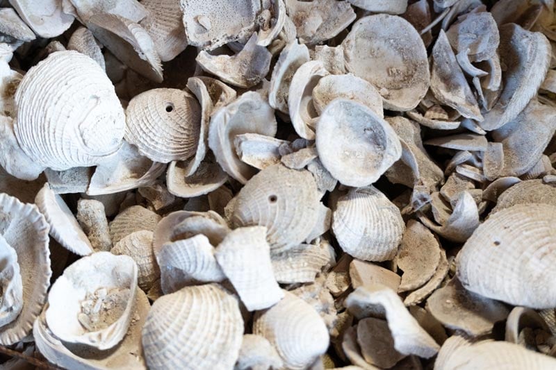 Shell