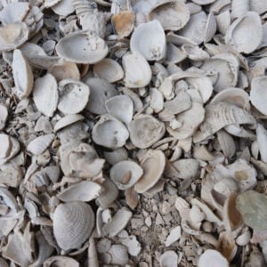Shell
