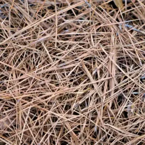 Pine Straw