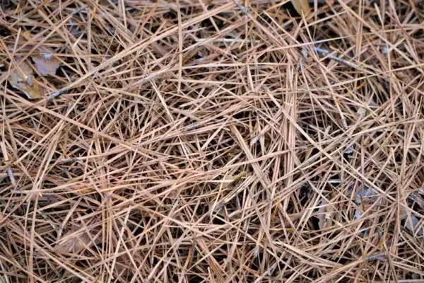 Pine Straw - Carroll's Building Materials