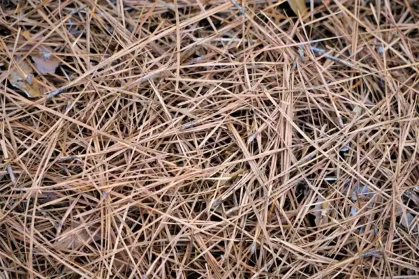 Pine Straw