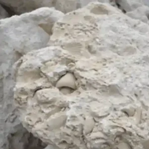Coral Rock Marine Limestone