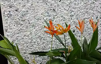 Tabby Shell Stucco